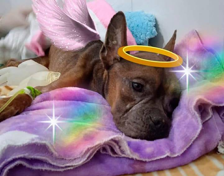 Estremecedor caso de maltrato animal en Medellín: una mascota fue arrojada viva a un camión de la basura