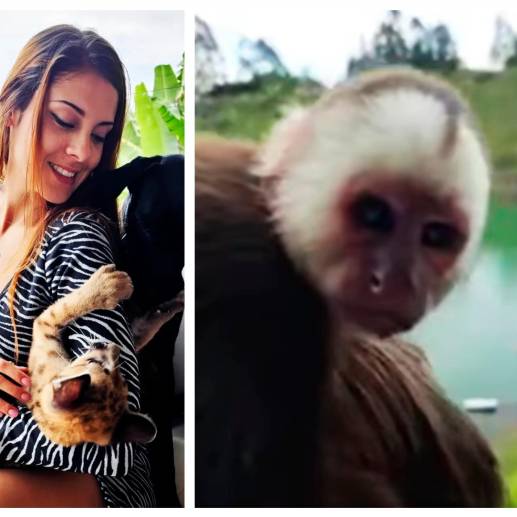 La DJ Metrioz Withz publicó dos fotos con el puma cachorro (izq.) y un video donde mostraba al mono capuchino (der.). FOTOS: TOMADAS DE LAS REDES SOCIALES