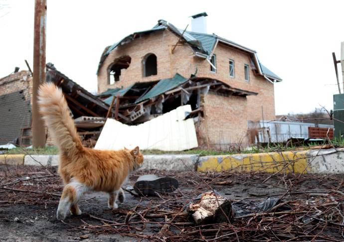 Muchas mascotas han sobrevivido al abandono y a la guerra en Ucrania. FOTO GETTY