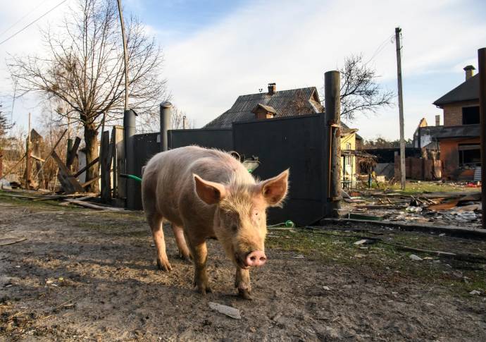 El asedio de las bombas rusas sobre Ucrania es tan intenso que los voluntarios que recogen los animales no han podido entrar a algunas poblaciones. FOTO GETTY