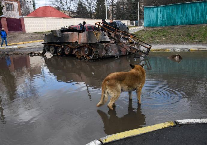 Gran número de mascotas en especial perros y gatos están vagando por las calles tras separarse de sus familias. FOTO GETTY
