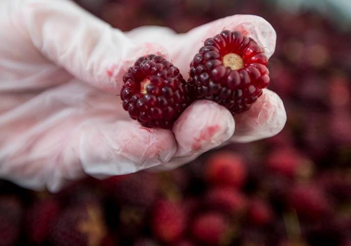 Pasaron varios años de investigación y de ir mejorando el producto, y luego de probarlo en repetidas ocasiones en la familia, lo convirtieron en un emprendimiento familiar. FOTOS JULIO CÉSAR HERRERA