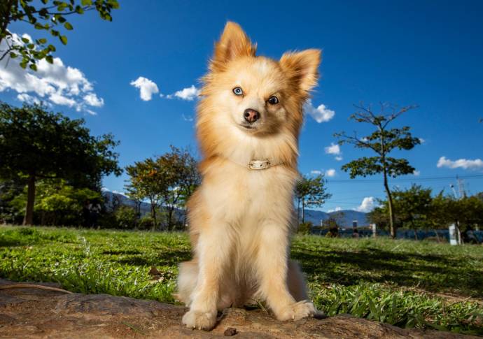 El Ministerio de Salud reporta que hay más de 260.000 perros y gatos en la ciudad, de los cuales menos de la mitad son vacunados anualmente. Foto: Edwin Bustamante