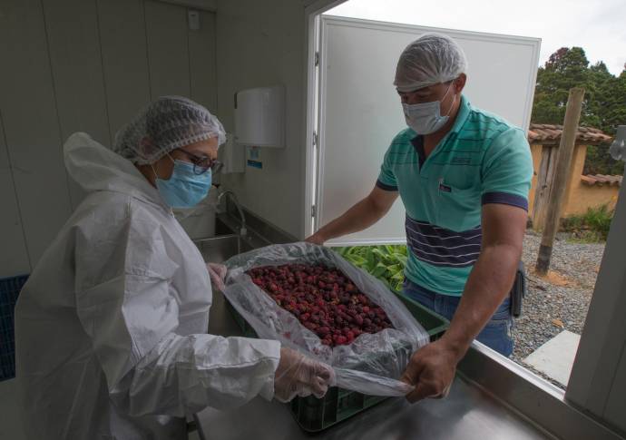 De una receta de la abuela nace el vino de mora cultivada en la zona, en el corregimiento de Santa Elena. FOTOS JULIO CÉSAR HERRERA