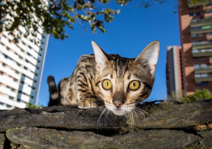 Los gatos bengalí se caracterizan por ser juguetones y buenos nadadores. Algunas veces los gatos domésticos se encuentran sin collar al lado de sus humanos. Foto: Edwin Bustamante