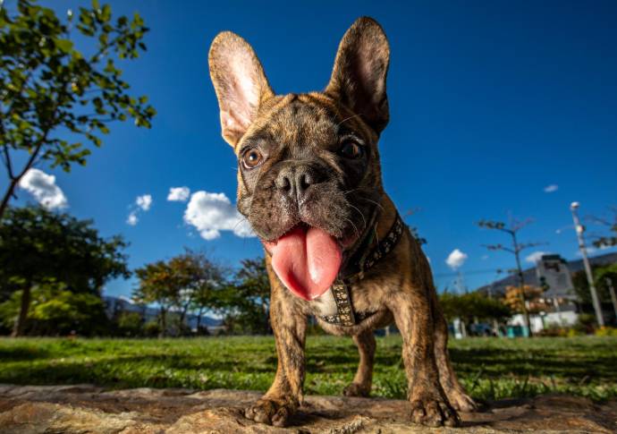 Los bulldog franceses son cariñosos y pacientes. Thor pasea frecuentemente como actividad física para mantenerse vivaz. Foto: Edwin Bustamante