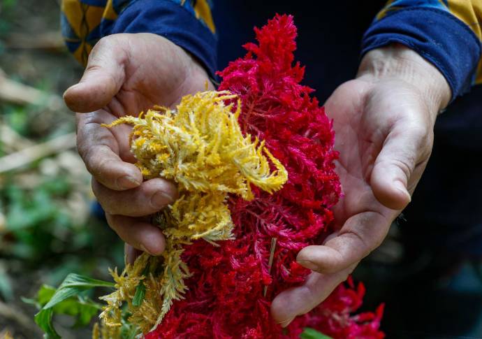 La planta favorita de María Rocio es la Amaranthceae Celosia Plumosa. Foto: Manuel Saldarriaga Quintero.