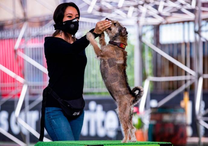 La ciudad acogió con terapia asistida con animales como política publica para recuperar pacientes en hospitales. Fotos: Manuel Saldarriaga