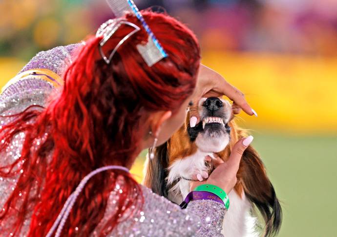 Los jueces analizan los ejemplares exhibidos para revisar que cumplan con todas las reglas del concurso. Foto: Getty Images 