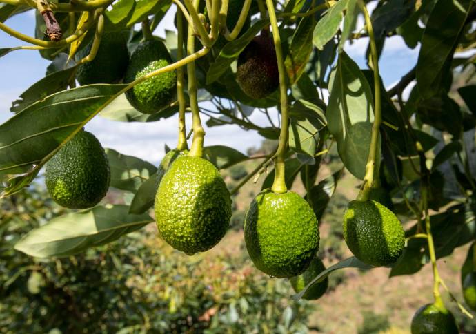 El 58 % de la producción del país lo aportan Antioquia y el Eje Cafetero: Minagricultura. Foto: Edwin Bustamante