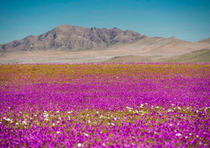 Este desierto ubicado al norte de Chile es considerado el más seco y árido del mundo Foto. AFP