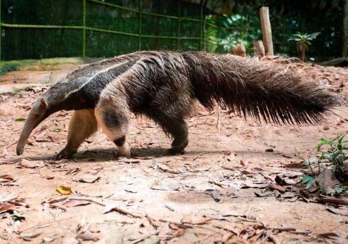 Osos hormigueros gigantes, cusumbos, titis pigmeos, tatabras, leones de monte, entre otros, son las especies que se albergan en Amazon Safari. Foto: Esneyder Gutiérrez