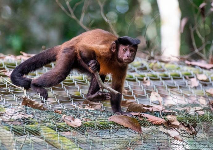 La mayoría de los animales que están en conservación fueron víctimas de tráfico de fauna y fueron rescatados por las corporaciones ambientales. Foto: Esneyder Gutiérrez