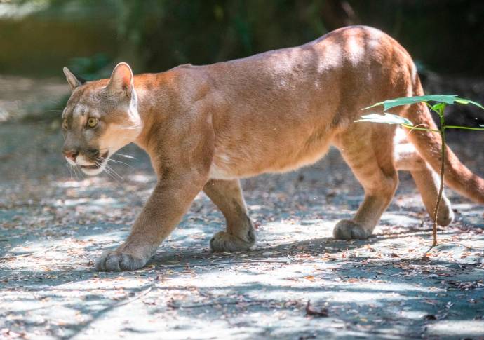Las especies que llegan al lugar cuentan con los cuidados necesarios para su bienestar y conservación debido a que no son aptos para ser liberados. Foto: Esneyder Gutiérrez