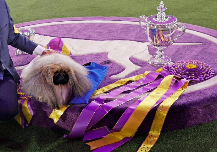 El perro pequinés Wasabi fue el ganador absoluto de la 145ta exposición canina del Westminster Kennel Club Dog Show, realizada en Nueva York. Foto: Getty Images