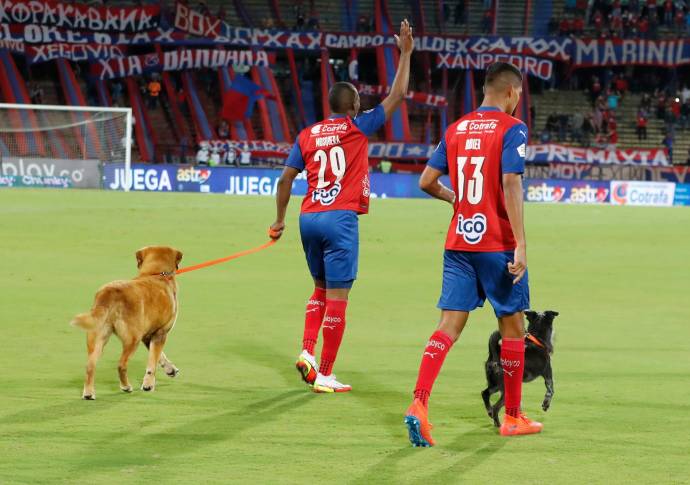 La iniciativa busca hacer un llamado al cuidado de las mascotas e incentivar a sus adopciones. Foto Donaldo Zuluaga