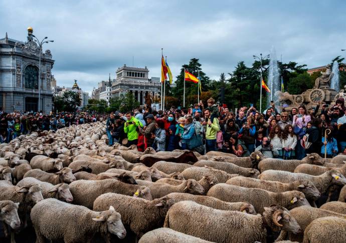 La Fiesta de la Trashumancia es un evento tradicional con miles de ovejas llenando las principales vías de la capital española. Foto Getty