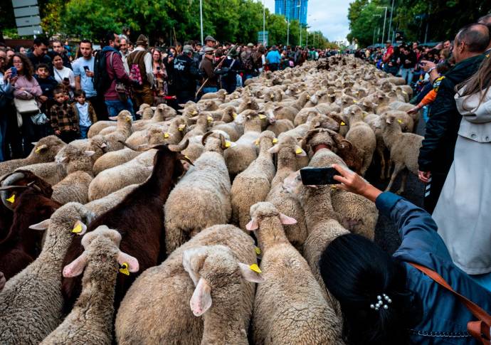 Con la marcha de las ovejas se busca generar conciencia sobre la lucha contra el cambio climático, defendiendo además el uso de las antiguas vías pecuarias y los derechos migratorios. Foto Getty