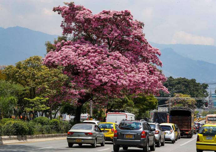 El guayacán tiene sorprendido a los ciudadanos y expertos del tema por lo intensa y viveza de los colores. Foto: Manuel Saldarriaga Quintero.