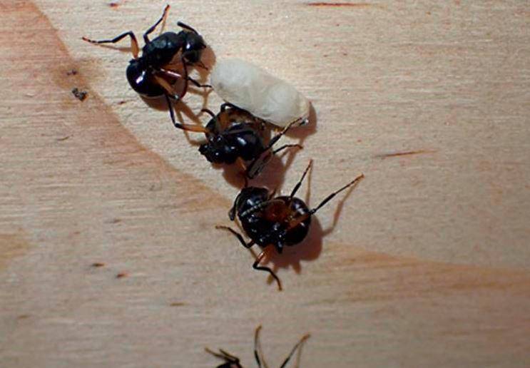 Hormigas Polyrhachis femorata fingiendo la muerte. Foro Europa Press