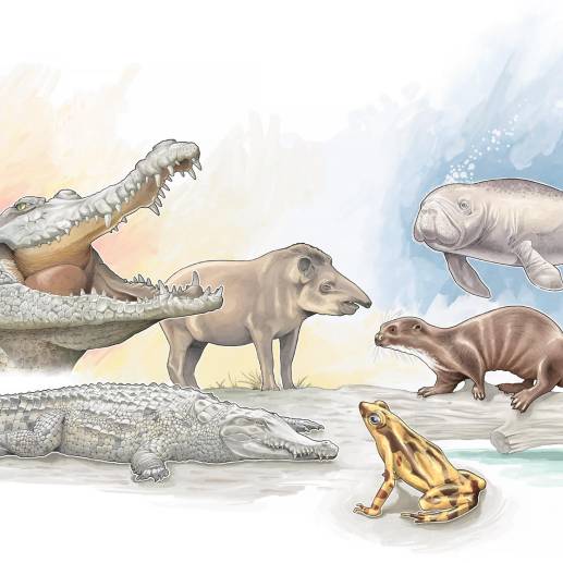 Uno de los principales retos que se tiene frente a la conservación en Colombia, tiene que ver con la educación ambiental. Ilustración Ricardo Ramírez