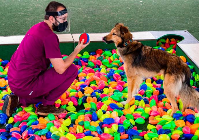 La ciudad acogió con terapia asistida con animales como política publica para recuperar pacientes en hospitales. Fotos: Manuel Saldarriaga