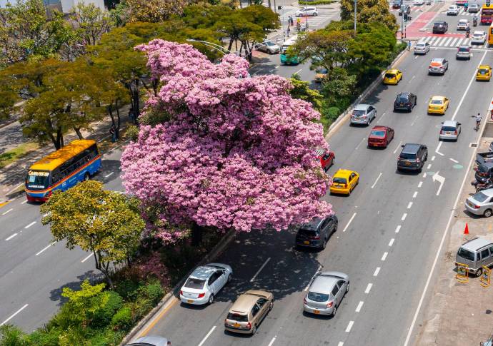 Guayacán florecido en uno de los separadores viales de la Avenida San Juan con carrera 65. Foto: Manuel Saldarriaga 