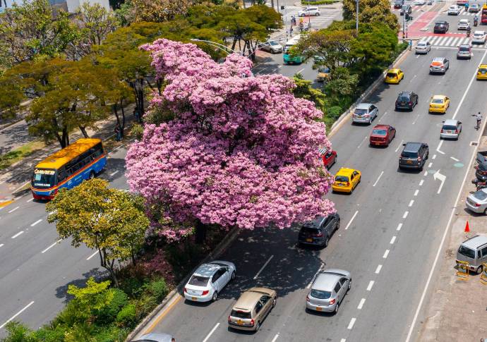 El árbol ha cautivado a los miles de transeúntes que por allí pasan diariamente. Foto: Manuel Saldarriaga Quintero.
