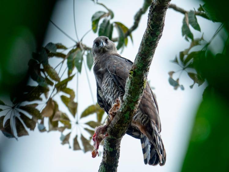El águila arpía menor, que también habita en Colombia suele ser confundida con el águila arpía. A pesar de su parecido son especies diferentes. Foto Cortesía Proyecto Grandes Rapaces Colombia.