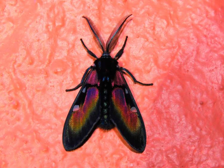 Chrysocale ignita. Foto: cortesía Indiana Cristo.