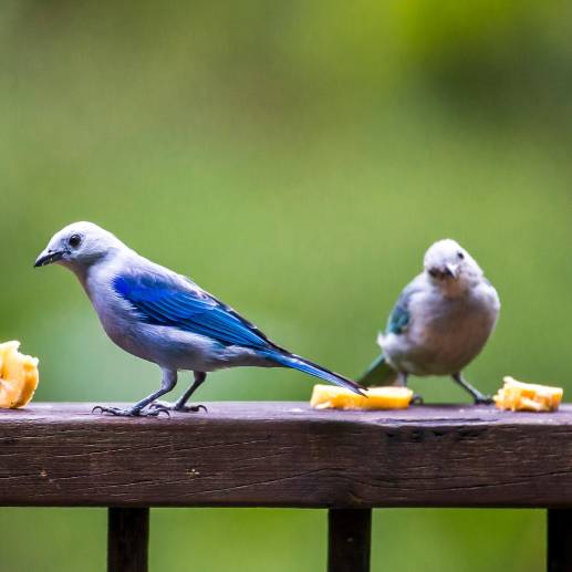 Durante 14 años de conteo, se registraron en Medellín 10.142 aves de 270 especies y de 42 familias diferentes. En la imagen unos azulejos, hacen parte de una de las familias más representativas de la ciudad. Foto: Juan Antonio Sánchez Ocampo