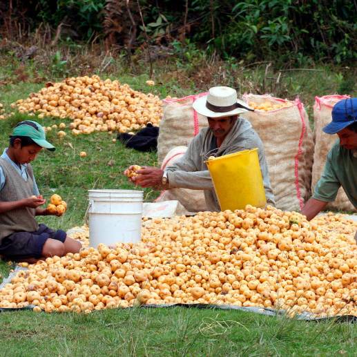 La estrategia reconoce la importancia del sector agropecuario para el aparato productivo y en la vida de las comunidades rurales. Por ello, se han asignado incentivos específicos para 34.000 operaciones adicionales en este sector. FOTO Archivo 