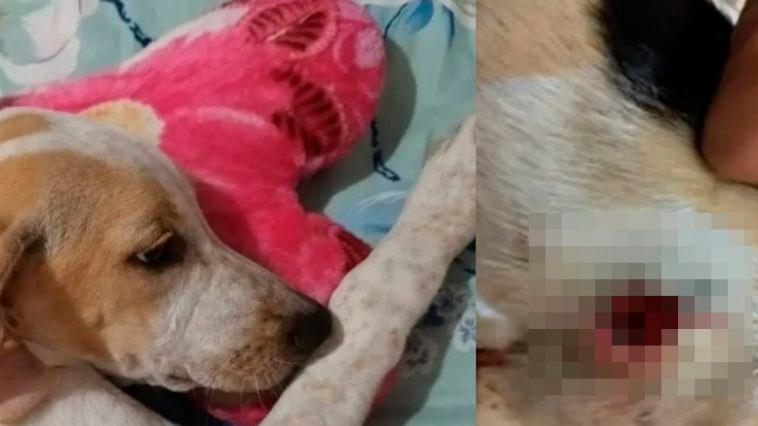 El animal recibió un disparo en un costado. FOTO: Cortesía