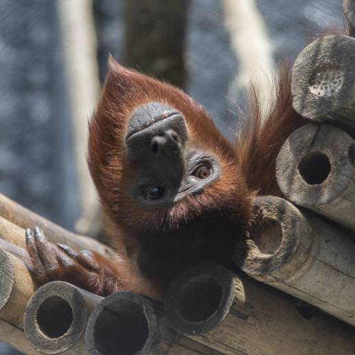 Los monos se encontraron en condiciones de maltrato animal y fueron rescatados por una organización animalista Foto: Referencia
