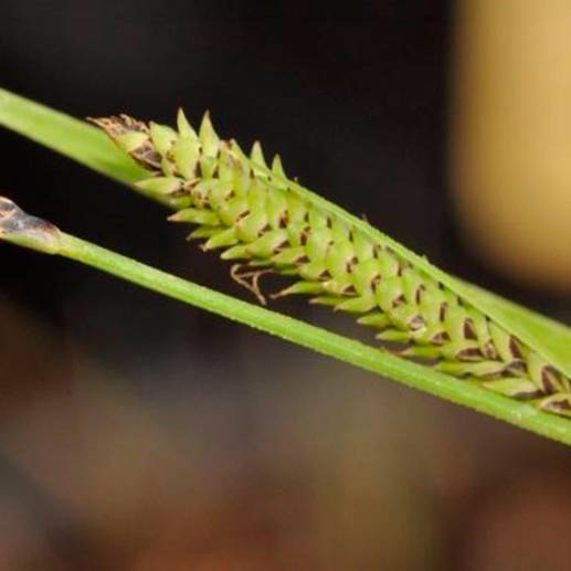 Primer plano de las partes reproductivas (inflorescencias conocidas como espigas) de la especie recién descrita, Carex quixotiana. FOTO Europa Press / Modesto Luceño