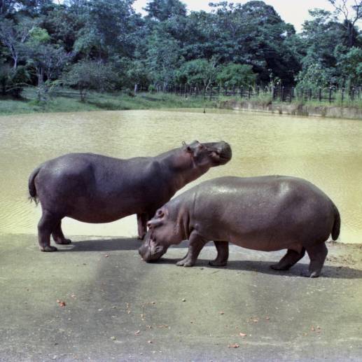 La fotografía de una pareja de los primeros hipopótamos que llegaron a la Hacienda Nápoles fue tomada en 1981 y hace parte del archivo de Édgar Jiménez Mendoza, fotógrafo personal de Pablo Escobar. <b><span class="mln_uppercase_mln"> </span></b>FOTO<b><span class="mln_uppercase_mln"> édgar jiménez mendoza</span></b>