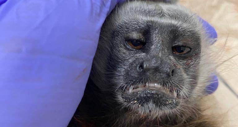 El rostro del primate reflejaría el sufrimiento que vivió antes de su muerte tras ser víctima de un ataque con arma de fuego. FOTO CORTESÍA CORNARE