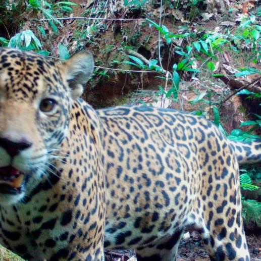 Un jaguar panthera onca captado por las cámaras trampa del Instituto Sinchi. FOTO: TOMADA DE TWITTER @InstitutoSINCHI