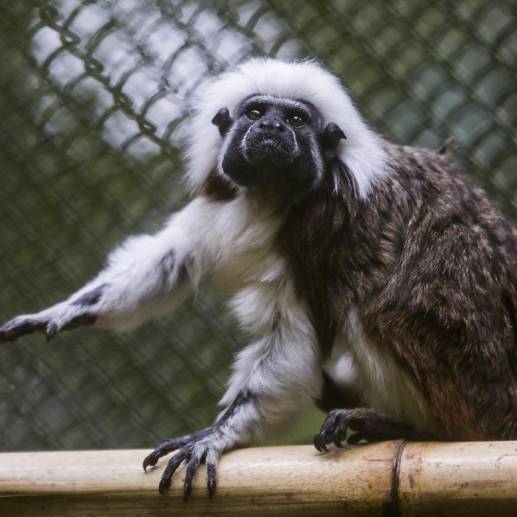  Los monos titi enfrentan un gran peligro en el país debido a la destrucción de su habitad natural. Foto: Julio César Herrera - Archivo EC