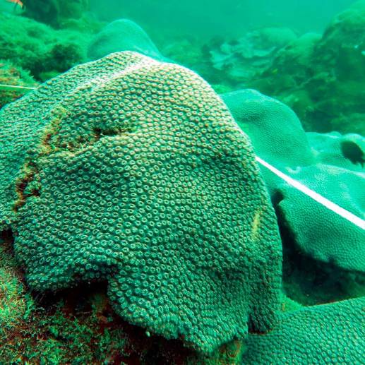 La investigación presenta una descripción preliminar de la ubicación de comunidades coralinas en el área de Bajo San Juan (8° 52’ 58.6” N 76° 30’ 29.7” O), a unos siete kilómetros de la costa del municipio antioqueño, con una extensión de 2.215 metros cuadrados, entre las cuales se destacan macroalgas, esponjas y corales. FOTO Cortesía Corpouraba