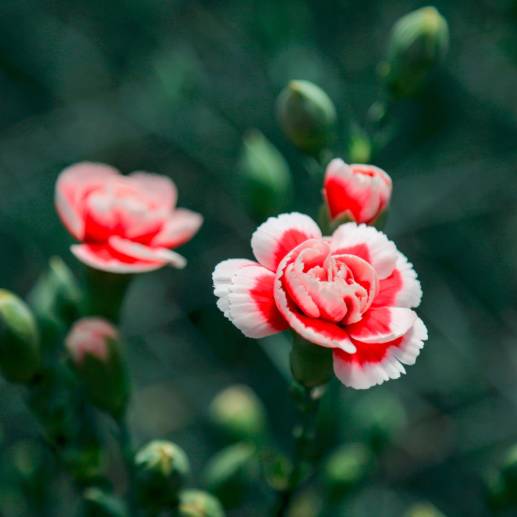 Cúcuta se prepara en el mercado de las flores para el Día de la Madre. Foto: Colprensa