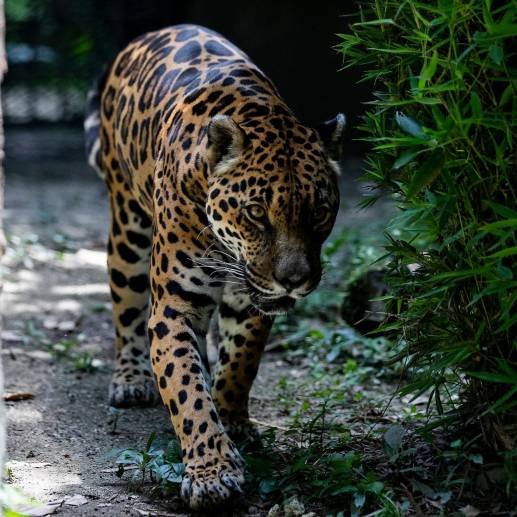 Un jaguar en el Parque de la conservación en Medellín en 2021, antes Zoológico Santa Fe (izquierda). Y el jaguar sacrificado en el corregimiento Santa Rita en Ituango (derecha). FOTO<b><span class="mln_uppercase_mln"> jaime pérez</span></b>