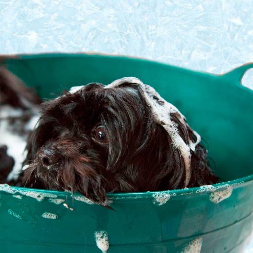 Mientras que los perros necesitan un baño cada 21 días, los gatos no necesitan uno, sin embargo, ambos deben ser peinados constantemente. Foto: Pixabay