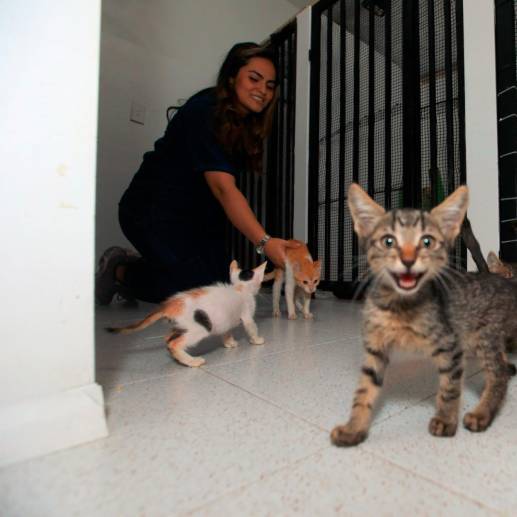 Los gatos que llegaron de Santa Marta a Happy Pets Club y Vida Felina, organizaciones de Medellín. Foto Esneyder Gutiérrez