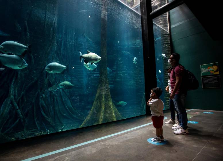 The Aquarium
