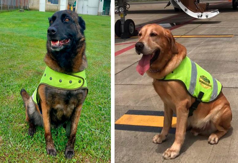 Santana (izquierda) y Max, los perros antinarcóticos que descubrieron la cocaína en los aeropuertos de Rionegro y Palmira. FOTO: CORTESÍA DE LA POLICÍA.