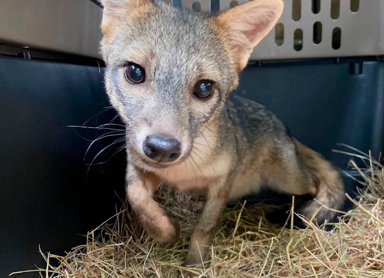 Los dos animales fueron liberados juntos en una reserva forestal. FOTO: Cortesía