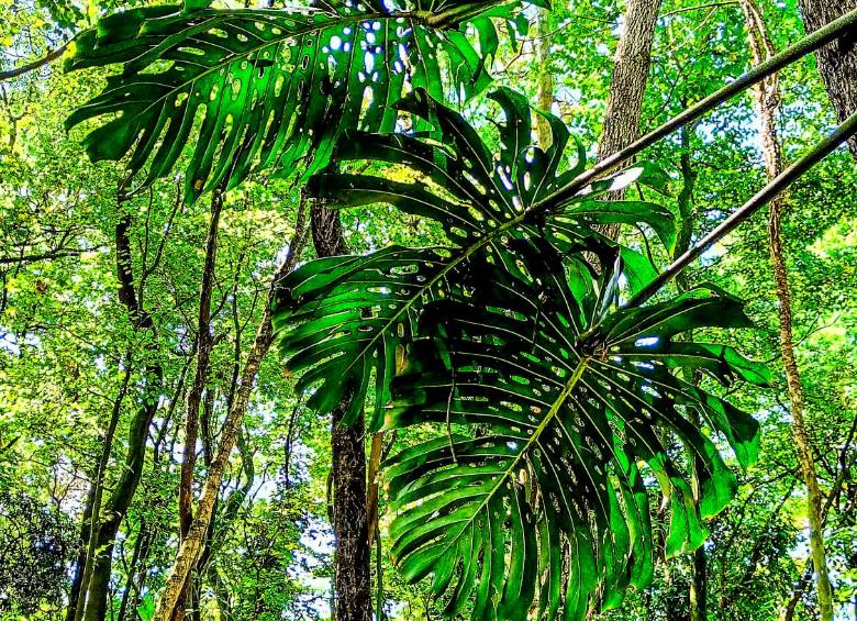 10 curiosidades para ver en el Jardín Botánico