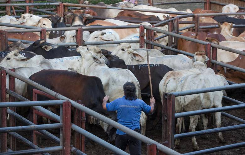 El kilo de carne se comercializa entre los 26.000 y 30.000 pesos. FOTO: MANUEL SALDARRIAGA 