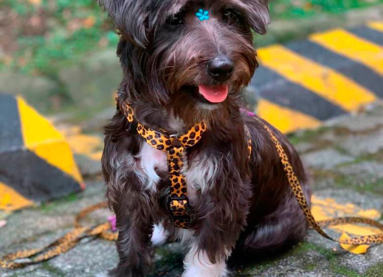 La increíble historia de cómo encontraron a Azul, la perrita criolla que se habían robado en Laureles
